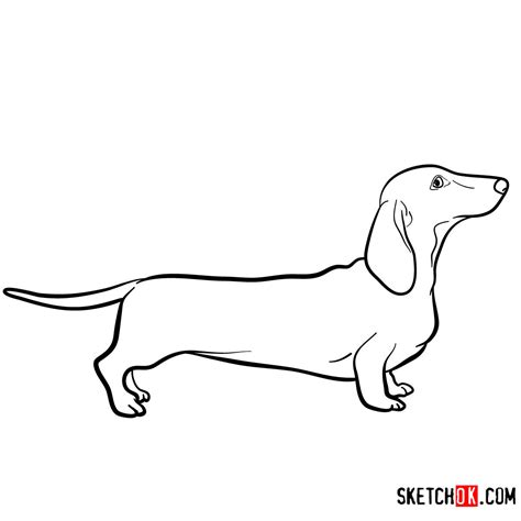 How to draw the Dachshund dog - Sketchok easy drawing guides