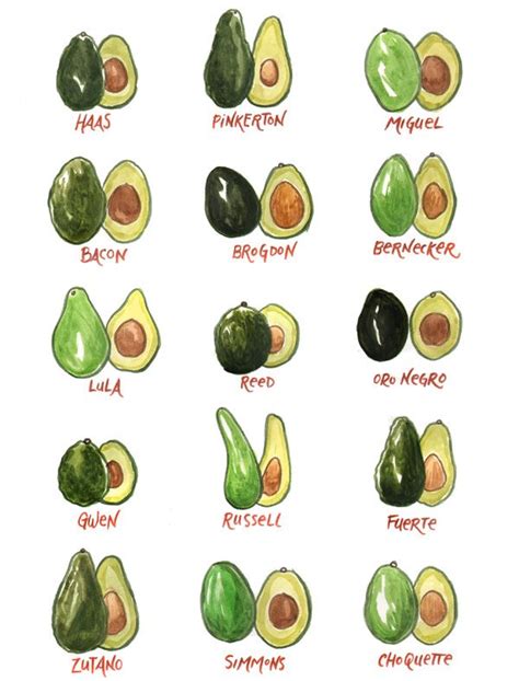 So many avocados! | Avocado types, Avocado varieties, Avocado seed