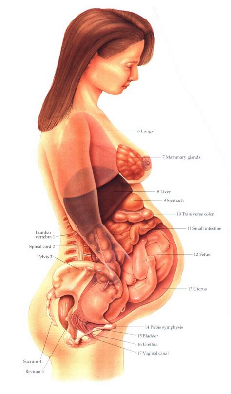 Dinoprostone – Mechanism Of Action And Its Affect On The Body