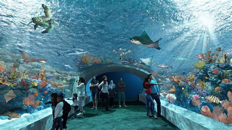 Shedd Aquarium To Get 40-Foot Underwater Tunnel As Part Of A $500 ...