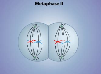 Metaphase II