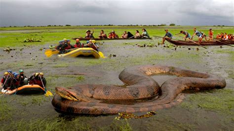 VIDEO: Large Anaconda Attacks Human | EvoNews