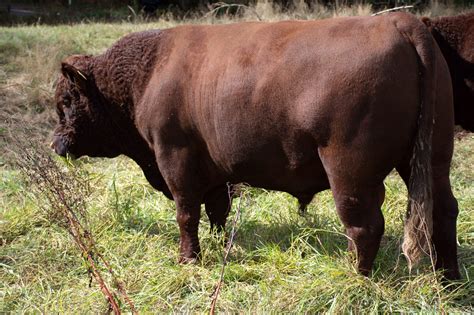 Breed Features – Red Devon Cattle Breeders Association