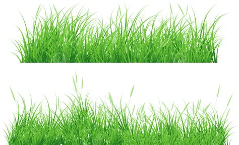Grass Clipart Vector, Grass Background, Green Grass, Grass PNG and Vector with Transparent ...