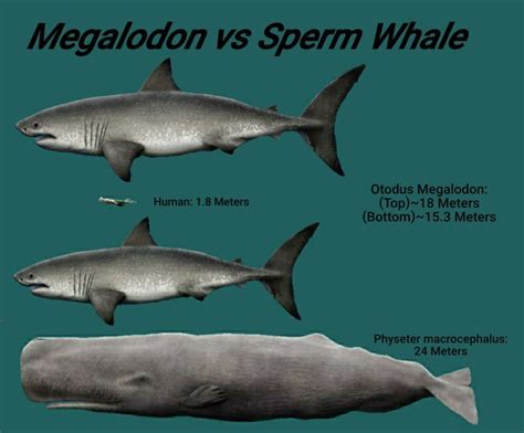 Megalodon Shark Compared To Killer Whale