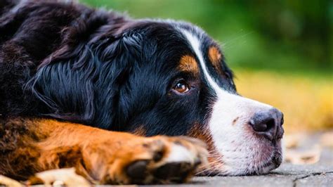 449+ Bernese Mountain Dog Names: BEST Guide (Top Picks)