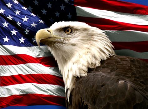 Bald Eagle American Flag Photos | Image Wallpapers HD