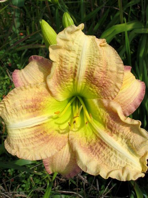 Daylily Varieties | Daylily Photos | HGTV