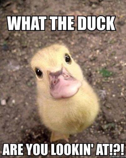 What the duck?! | Just for a giggle! | Pinterest