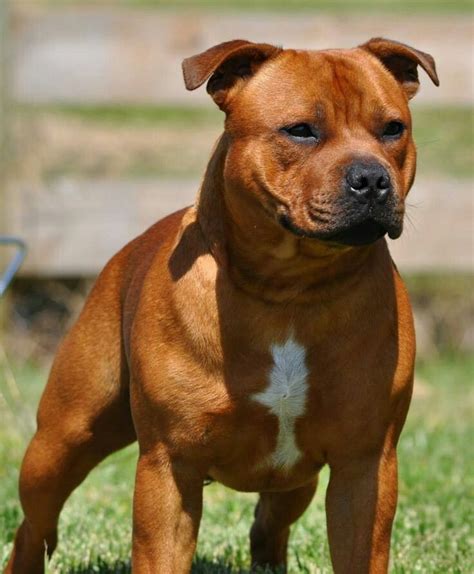 Staffordshire bull terrier | Bully breeds dogs, Bull terrier, Pitbull dog