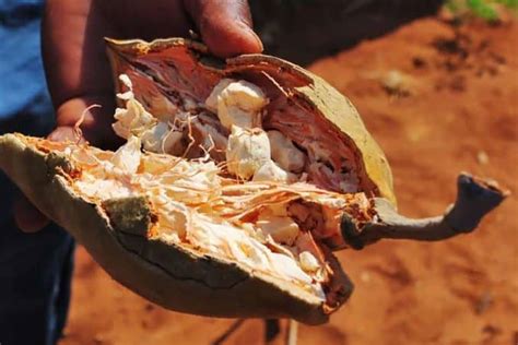 inside of fresh baobab fruit - Superfoodly