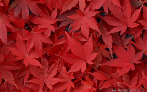 Red Maple Leaf Wallpaper | Eazy Wallpapers