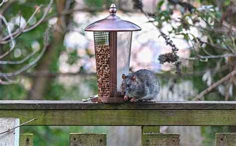 How To Keep Rats Away From Bird Feeders: Our List of Do’s and Don’ts