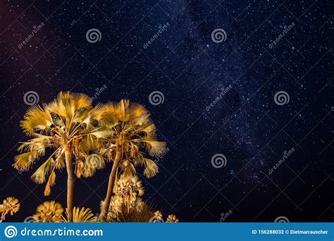 Palm Tree and Night Sky with Palms Stock Photo - Image of astro, light: 156288032