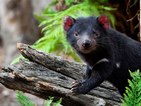 Tasmanian devil facial tumor – Telegraph