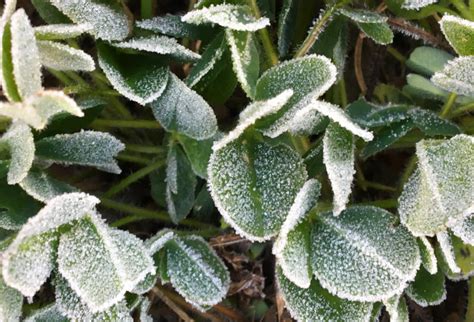 Enchanted by a Frosty Morning | Downeast Thunder Farm