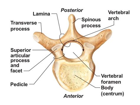 Which of the Following Compose the Vertebral Arch