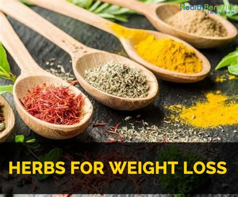 Best herbs for weight loss