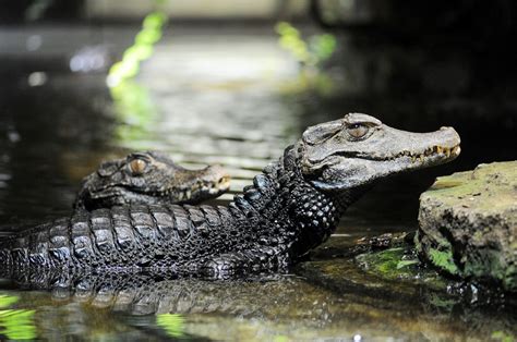 Dwarf Caiman Facts, Distribution, Habitat, Diet, Pictures