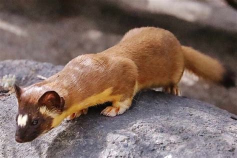 62 Long-Tailed Weasel Profile Facts: Habitat, Size, Diet, More - Mammal Age