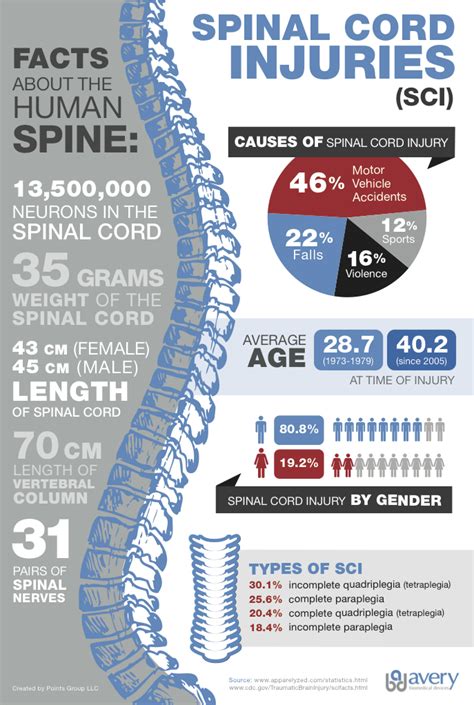 Spinal Cord Injury Information [Infographic] – Avery Biomedical Devices, Inc.