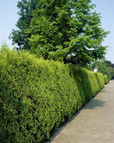 Leylandii Hedging Plants | Leylandii Hedges | Cupressocyparis Leylandii