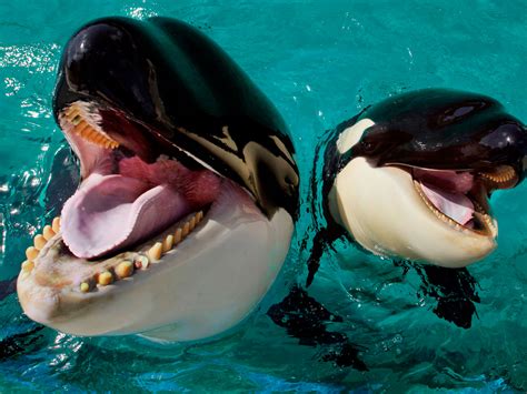 SeaWorld Agrees To End Captive Killer Whale Breeding - capradio.org