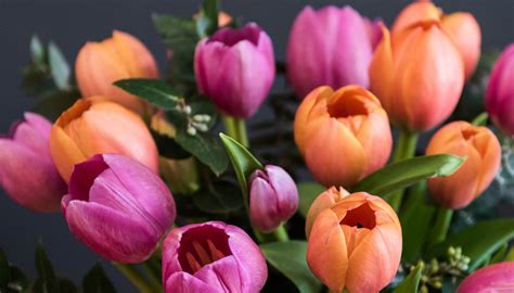 Caring for your Tulips - Northside Flower Market