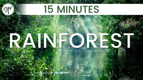 Rainforest Sounds • Calming Sounds of the Rainforest • Ambient ...