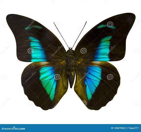 Butterfly On Turquoise Background Royalty-Free Stock Photo | CartoonDealer.com #67926279