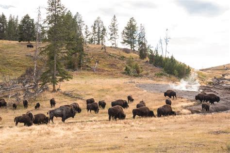 A Buffalo Herd Grazing in the Yellowstone National Park Stock Photo ...