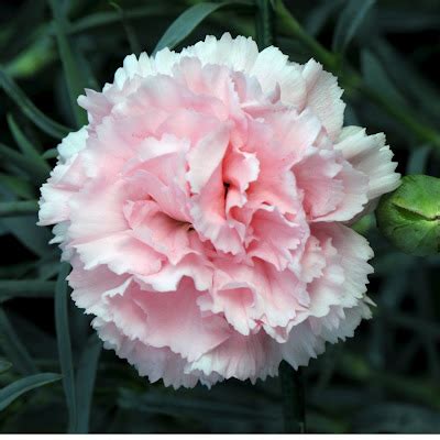 Carnations Flowers: Carnation Flower Gallery 7