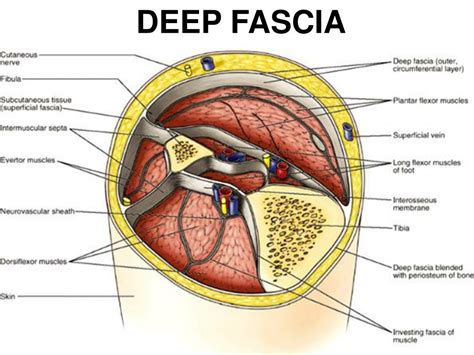 PPT - INTRODUCTION TO HUMAN ANATOMY PowerPoint Presentation, free download - ID:4395169