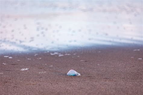 Portuguese Man-o-war, Dangerous Jellyfish, Strange Animals, Azores Islands Stock Photo - Image ...