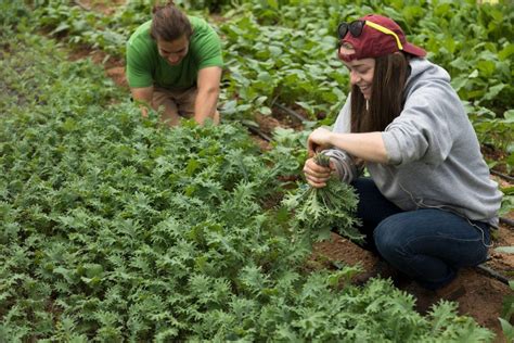 How To Harvest Arugula - Evergreen Blooming