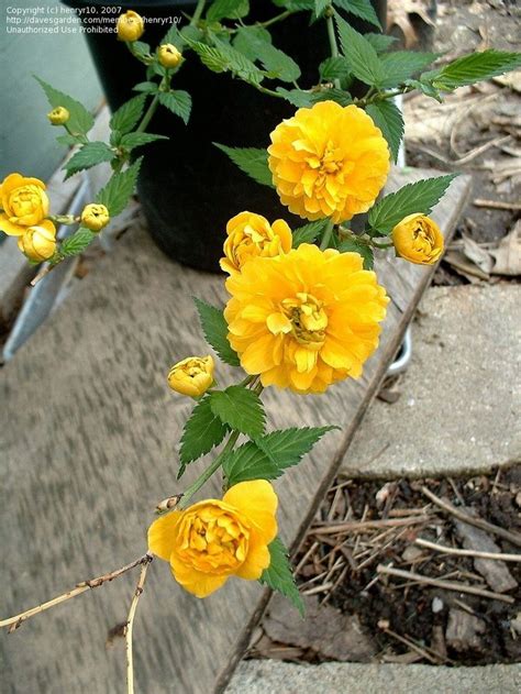 Yellow Rose Of Texas Plant | ... Rose, Easter Rose, Yellow Rose of Texas 'Pleniflora' ( Kerria ...