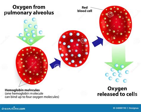 Hemoglobin and respiratory stock vector. Image of pulmonary - 34888190