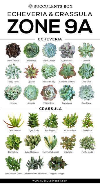 Choosing Succulents for Zone 9 CALIFORNIA, FLORIDA & ARIZONA | Types of succulents, Types of ...