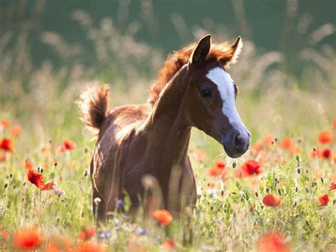 114 best Horses & Flowers images on Pinterest