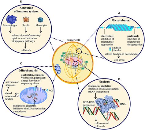 Frontiers | Pathophysiology of Chemotherapy-Induced Peripheral Neuropathy