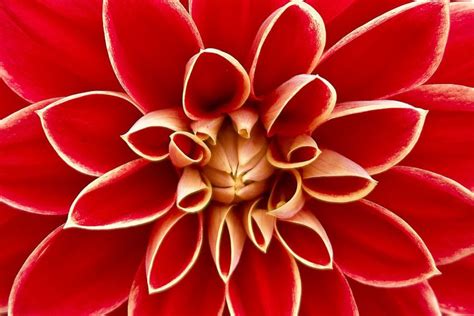 Inspirational Macro Flower Photography Portraits + Tips