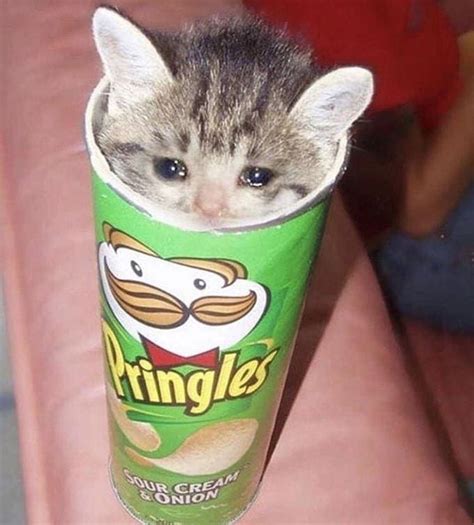 Sad Pringles Cat Blank Template - Imgflip