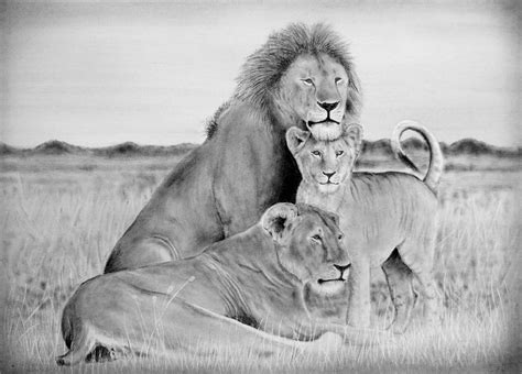 Lion Family Drawing at PaintingValley.com | Explore collection of Lion Family Drawing