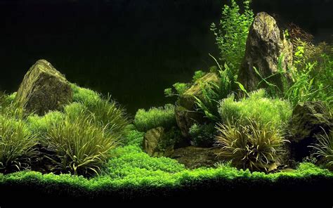 Free download wallpapers mini aquarium creative design wallpaper 15 mini aquarium [1280x800] for ...