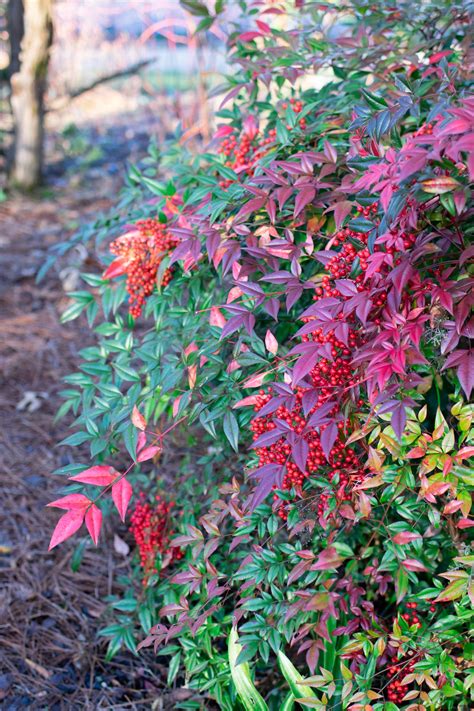 Nandina: A "Dirty Dozen" Plant - Lewis Ginter Botanical Garden