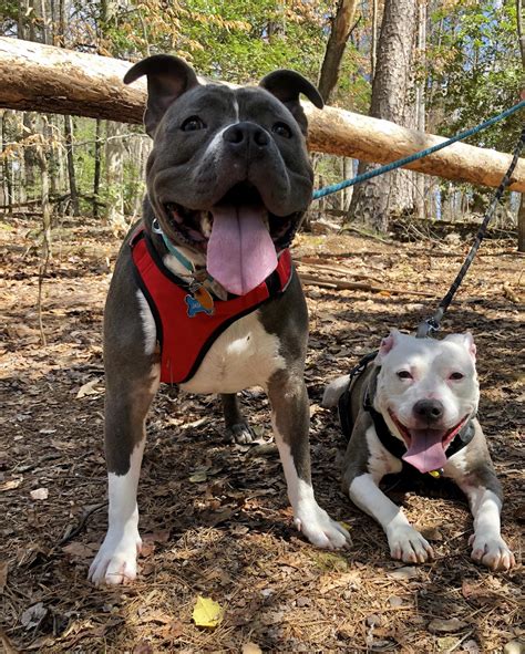 Pittie smiles on this nice shinny day!!!! : r/pitbulls