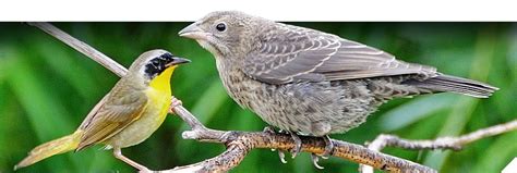 NestWatch: Brown-headed Cowbirds | Palomar Audubon Society