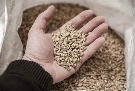 How to Malt Barley at Home | Step-by-Step Guide for Brewers