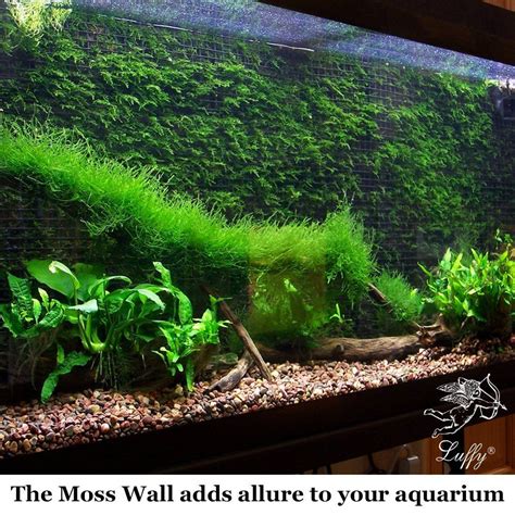 Freshwater Aquarium Plants Java Moss - Maison & Jardin