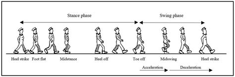 Different phases of gait movement adapted from [13]. | Download Scientific Diagram